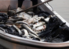 Hà Nội: Cá lại chết ở hồ Hoàng Cầu
