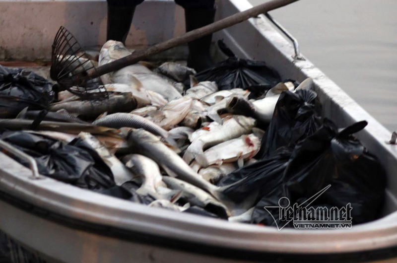 Hà Nội: Cá lại chết ở hồ Hoàng Cầu