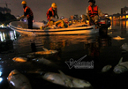 Trắng đêm vớt cá chết trên hồ Hoàng Cầu
