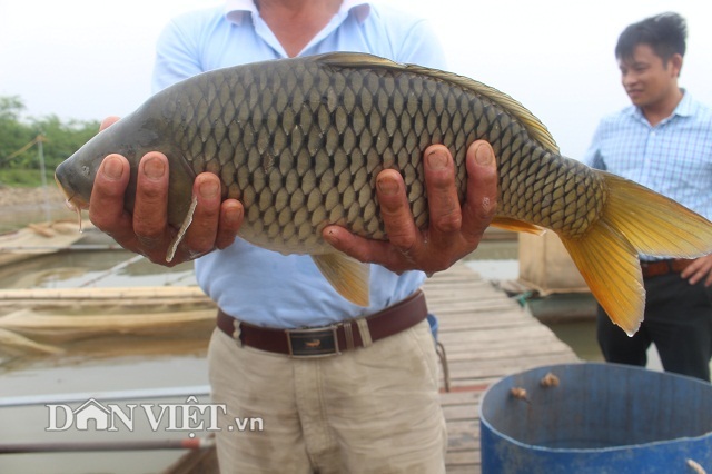 Chơi sang cho cá chép ăn đậu Úc, nông dân Thái Bình thu tiền tỷ