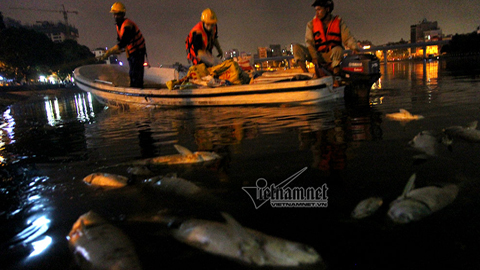 Chủ tịch quận Đống Đa: Cá chết hồ Hoàng Cầu vì quá nắng