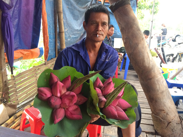3 giờ sáng ra đầm hái sen, lão nông thu tiền triệu mỗi ngày