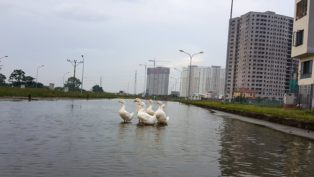 Phố Hà Nội vịt lội tung tăng