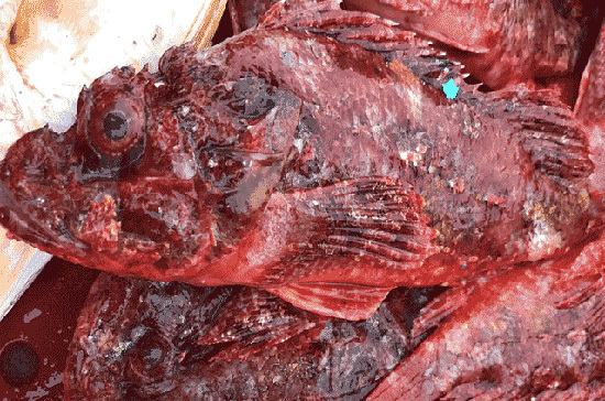 Săn cá mặt quỷ' nhìn phát ghê, ăn lại mê'