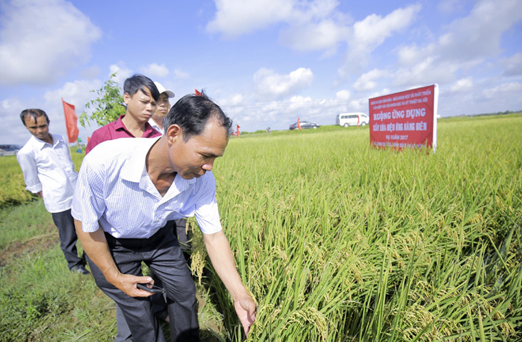 Sản xuất lúa sạch nhờ tận dụng nắng trời