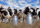 Đại gia thuê máy bay chở 4.000 bò sữa về cứu dân Qatar