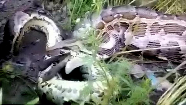 Video chó rừng bị trăn