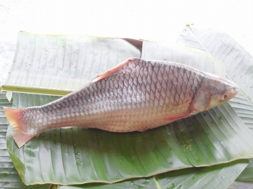 Thưởng thức 'cá cậu ông trời' ở Vĩnh Long