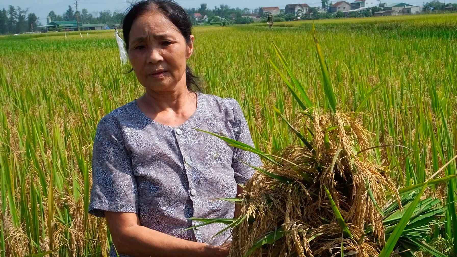 Hà Tĩnh: 'Mất mùa không phải do giống lúa Thiên Ưu'