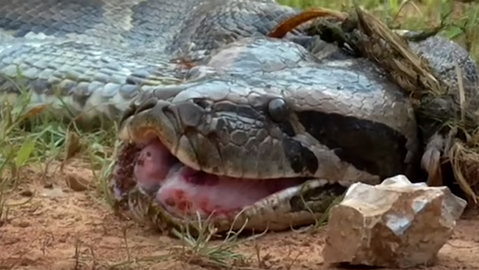 10 clip 'nóng': 'Quái thú khổng lồ' nuốt chửng dê bị tóm sống