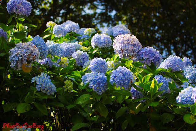 Mặc gì đẹp chụp vườn hoa Cẩm tú cầu? | Bộ sưu tập do Hoài Thanh đăng |  Lemon8