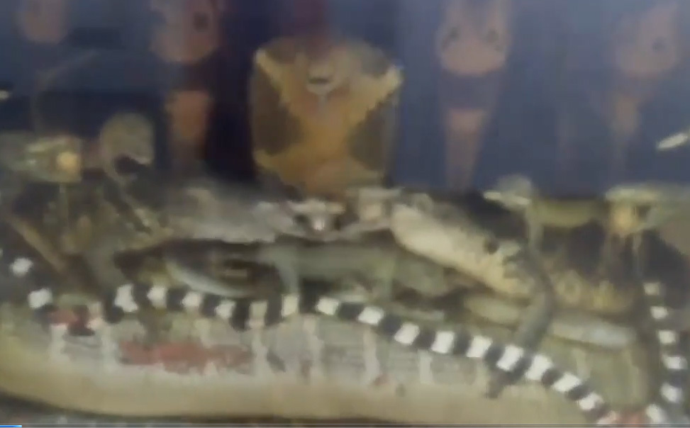 Rắn hổ mang chúa 45kg giá 10.000 USD ở Hà Nội