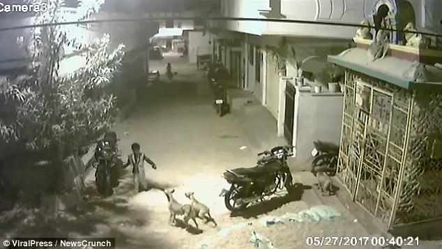 Bé 5 tuổi xua đàn chó dữ bảo vệ bạn thân