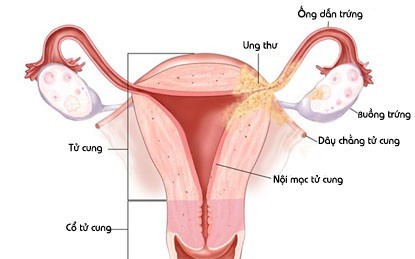 Khám phá bí mật bộ máy sinh sản kỳ diệu của phụ nữ