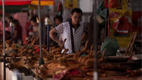Đại hội thịt chó Trung Quốc tưng bừng giết chó nhân đạo?