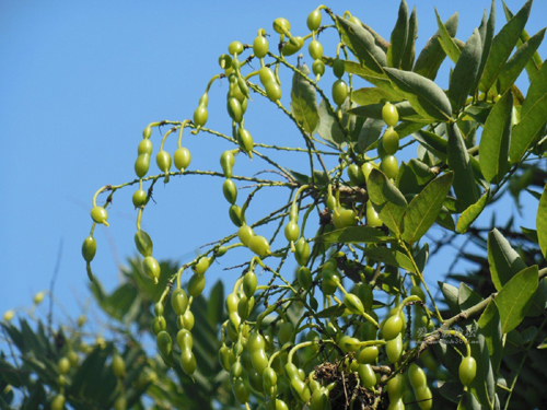 Đột phá điều trị trĩ bằng thảo dược