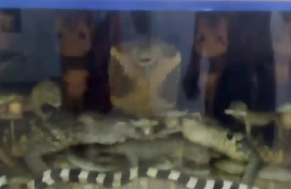 Mãng xà khổng lồ 45kg: Hành trình từ Campuchia đến bể rượu Hà Nội