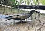 Bắt được chim cổ rắn cực kì quý hiếm ở Sài Gòn