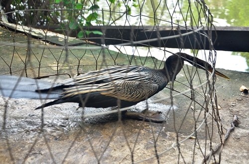 Bắt được chim cổ rắn cực kì quý hiếm ở Sài Gòn