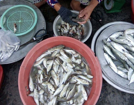 Chuyện lạ về cả làng ăn cá nóc ở Đà Nẵng
