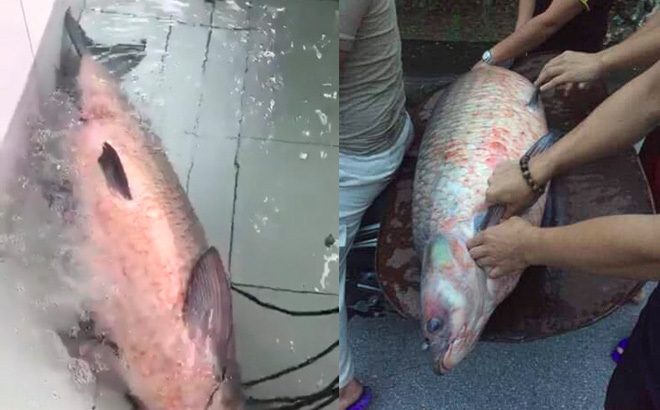 Bắt được cá trắm đen khổng lồ nặng 45kg ở Yên Bái