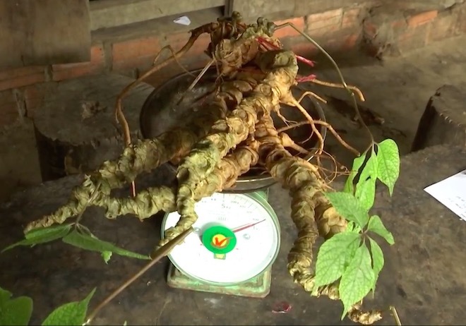 Ly kỳ hành trình 'săn' sâm Ngọc Linh quý hiếm 100 năm tuổi