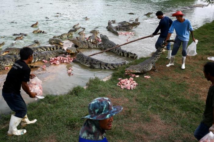 Bên trong trang trại cá sấu lớn nhất thế giới