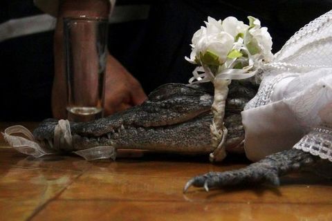 Thị trưởng cưới cá sấu để cầu may cho ngư dân
