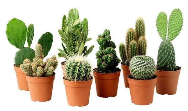 Loại bỏ bức xạ điện tử trong nhà nhờ 8 loại cây