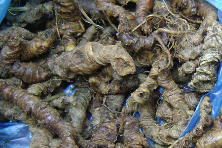 Thủ đoạn kinh doanh sâm Ngọc Linh giả