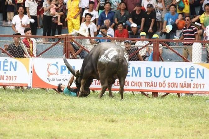 Trâu chọi húc chết chủ tại lễ hội ở Đồ Sơn