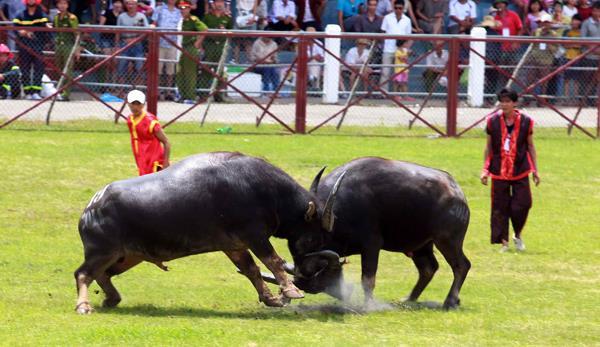 Vì sao thịt trâu chọi Đồ Sơn có giá siêu đắt