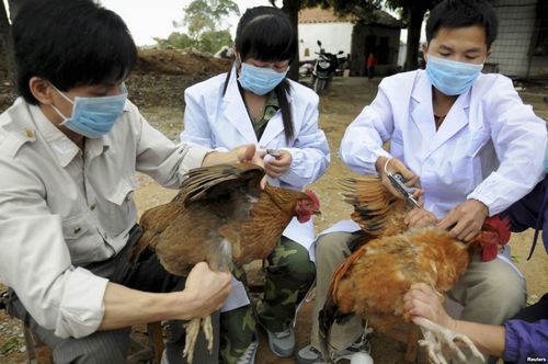 Hướng dẫn phân biệt cúm A H1N1 và cúm A H5N1