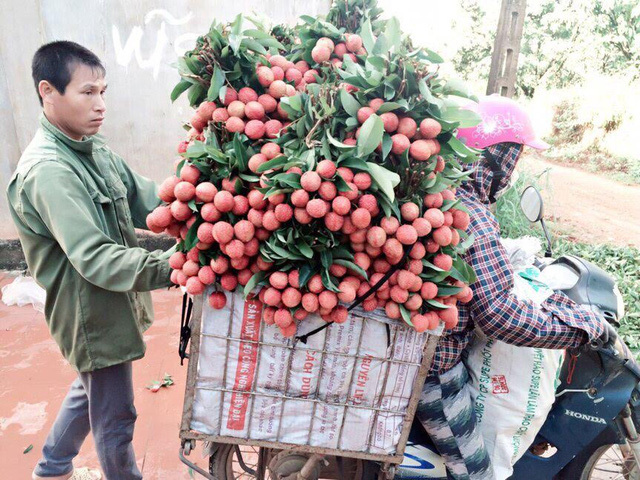 Thương lái Trung Quốc 'rút quân', vải Lục Ngạn mất gần nửa giá