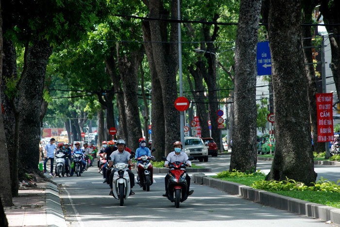 Người Sài Gòn tiếc ngẩn ngơ hàng cổ thụ trăm tuổi sắp bị đốn hạ