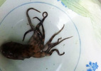 Hy hữu: Bạch tuộc cắn chết người ở Thừa Thiên - Huế