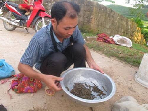 Thương lái Trung Quốc mua đỉa giá tới 600.000 đồng/kg để làm gì?