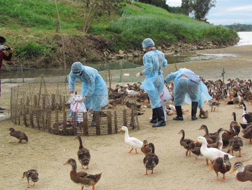 Điều trị Bệnh Cúm A H5N1