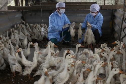 Nguyên nhân gây bệnh cúm A H5N1