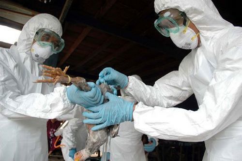 Các biện pháp ngăn chặn dịch cúm A H5N1 lan truyền trên diện rộng