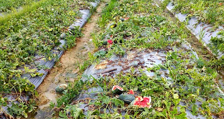 Hải Dương: Giẫm đạp nát bét, dưa vỡ đỏ ối ruộng