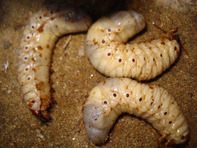 Săn sùng đất - 'thần dược phòng the' ở miền Tây đất Quảng