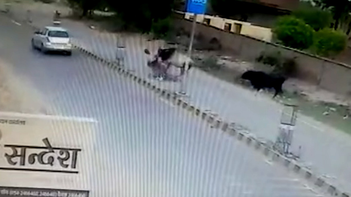 Bò điên cuồng tấn công người đi xe máy, hạ gục tài xế
