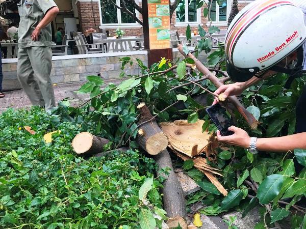 Không mưa gió, người Sài Gòn vẫn bị cây gãy đè trọng thương