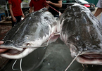 Cặp cá lăng khổng lồ nặng 300kg 'bơi' từ Campuchia về Hà Nội