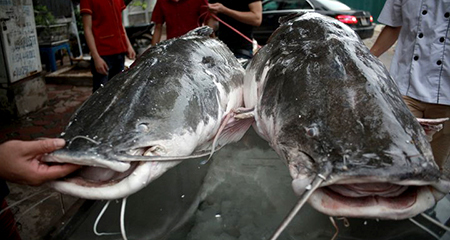 Cặp cá lăng khổng lồ nặng 300kg 'bơi' từ Campuchia về Hà Nội