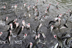 Hậu thông tin cá lóc bay ở Cần Thơ: Du lịch Cồn Sơn gặp rắc rối lớn