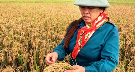 'Hồ hởi bán giống, gặp sự cố không thấy cán bộ đâu'