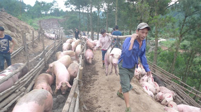 Trung Quốc mua gom thịt lợn: 'Không cẩn thận, lại phải giải cứu'