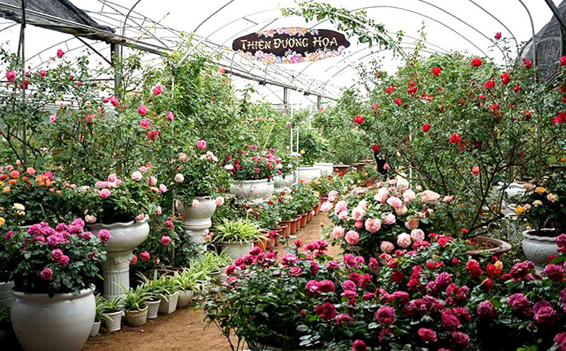 Bộ sưu tập 600 loại hoa hồng của nữ thạc sĩ ở Hà Nội